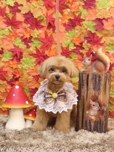 20241109らぶちゃん